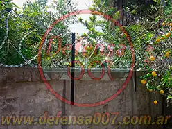 Instalación de concertina helicoidal cruzada de 45 cm sobre muro. A un costado un limonero.