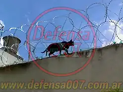 Instalación de concertina helicoidal cruzada de 45 cm sobre muro en doble capa con invitado (un gato).