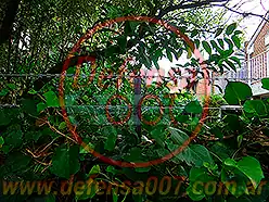 Instalación de concertina lineal sobre cerco vivo. Zona San Isidro.