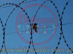 Vista en primer plano de concertina plana. Un ave posada en el alambre.